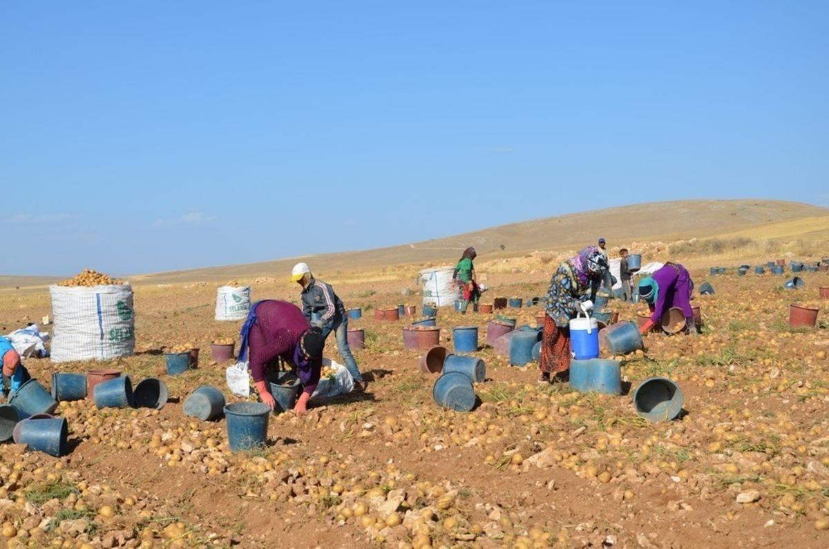 Darende, patates &uuml;retim &uuml;ss&uuml; oluyor