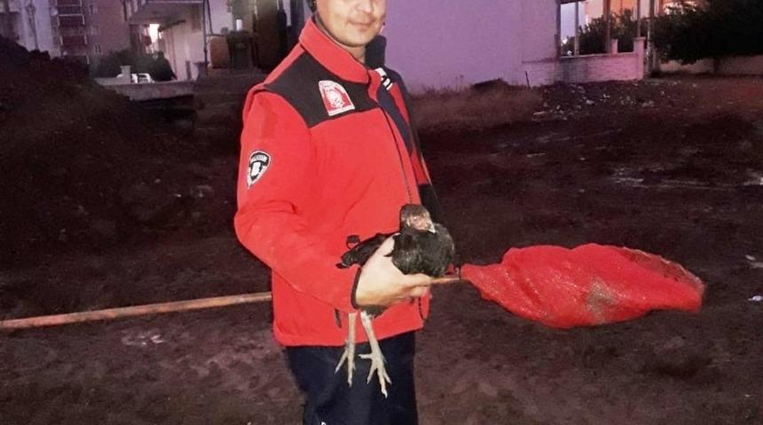 Balıkesir&rsquo;de horoz kurtarma operasyonu