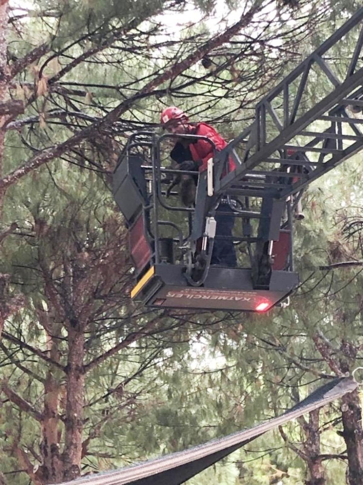 Balıkesir&rsquo;de ağa&ccedil;ta mahsur kalan kediyi itfaiye kurtardı