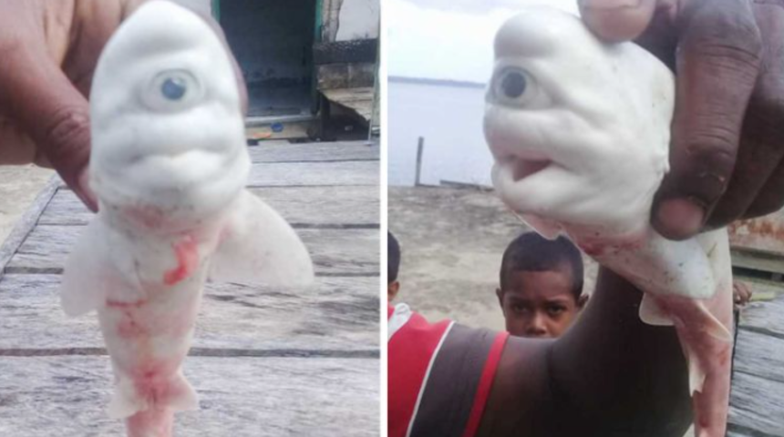 Tek gözlü albino köpek balığı balıkçıları şaşkına çevirdi! 
