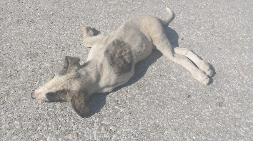 Aracın &ccedil;arptığı k&ouml;pek telef oldu