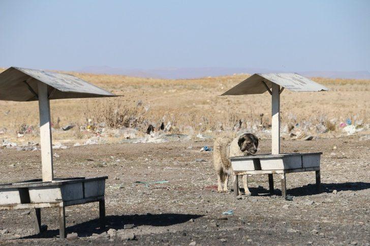 Erciş Belediyesi sokak hayvanlarını unutmuyor G2