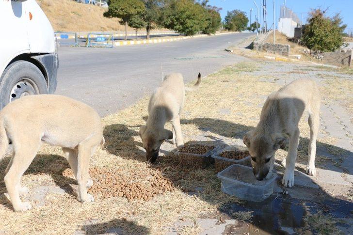 Erciş Belediyesi sokak hayvanlarını unutmuyor G3