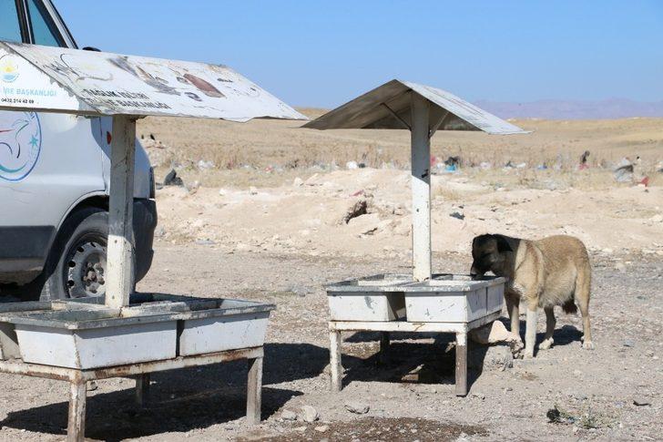 Erciş Belediyesi sokak hayvanlarını unutmuyor G4