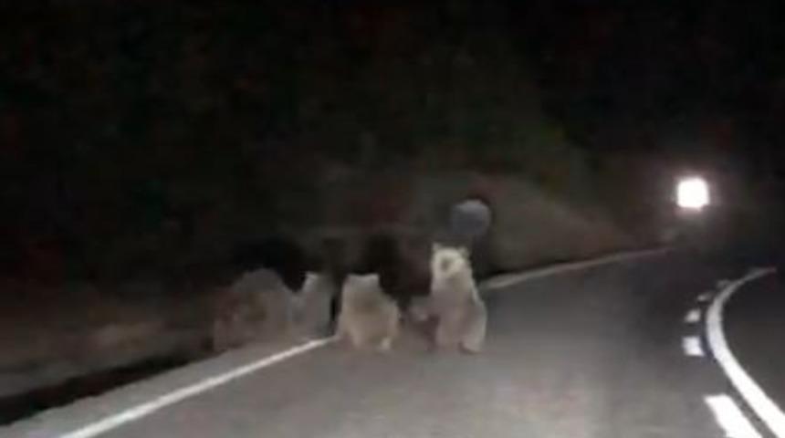 Tunceli’de şaşkına çeviren görüntü! 4 boz ayı karayoluna indi