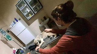 Çanakkale'de korkunç olay! 16 köpeği öldürdüler