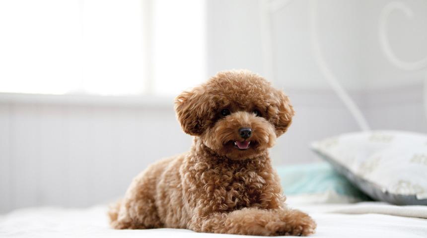 Çocuklu aileler için çocuklarla en iyi anlaşan 5 köpek cinsi