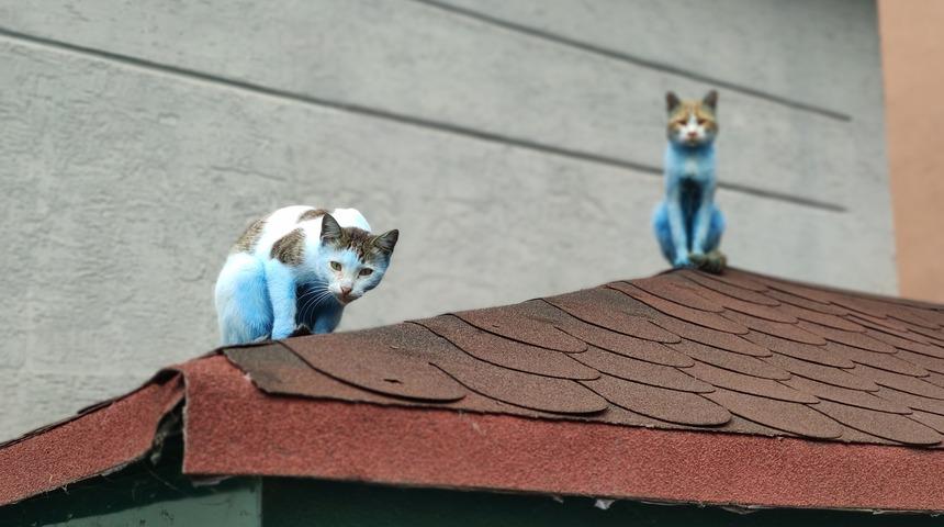 Bu sitede kediler 'Şirinler'e d&ouml;nd&uuml;!