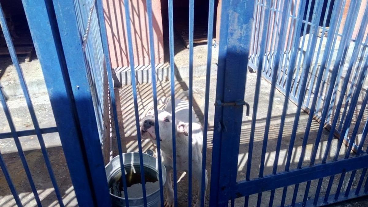 Tehlikeli ırk k&ouml;pek besleyen 3 kişiye 38 bin TL para cezası