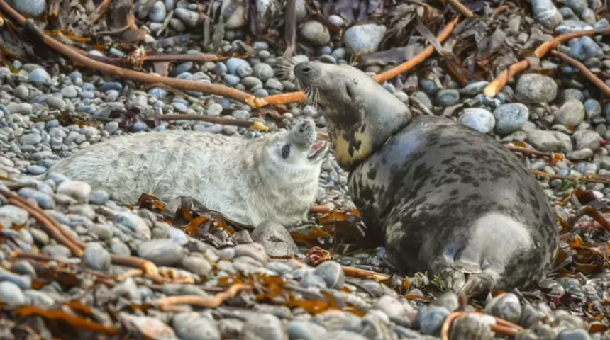 Balık oltasıyla boğulan fokun görüntüleri yürek burktu