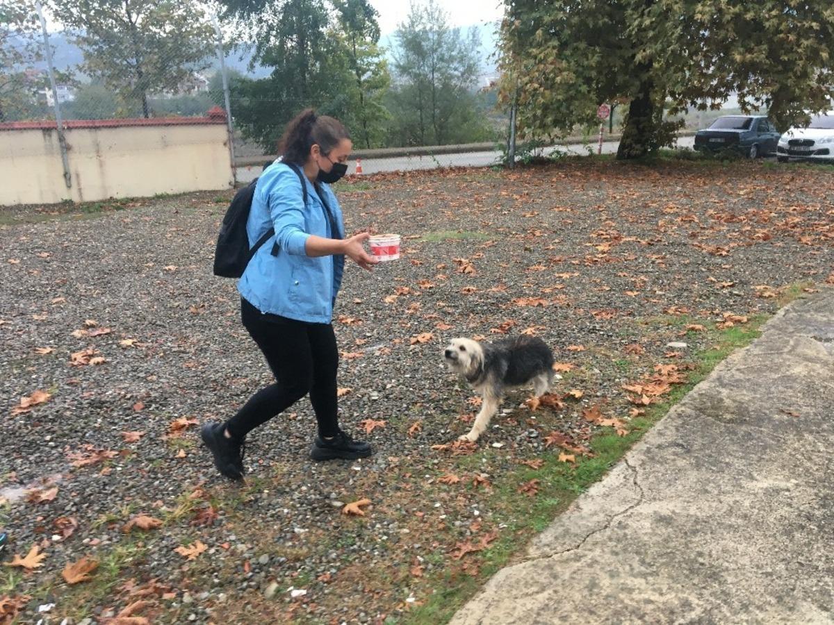 K&uuml;mesine giren k&ouml;peği sopayla d&ouml;ven şahıstan şikayet&ccedil;i oldular