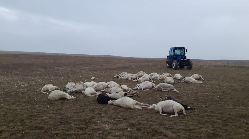 Üzerine yıldırım düşen sürüdeki 34 koyun telef oldu