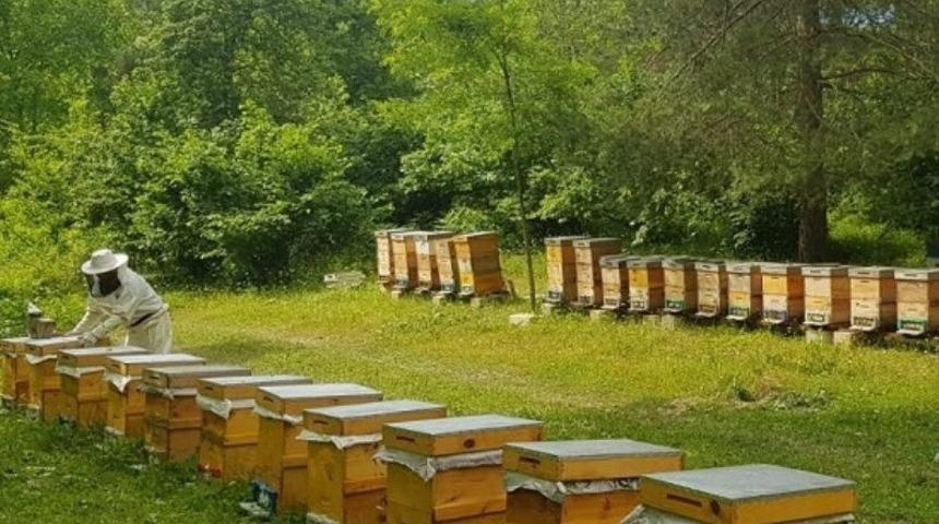 İzmit&rsquo;te Arıcılık Eğitimi başvuruları uzatıldı