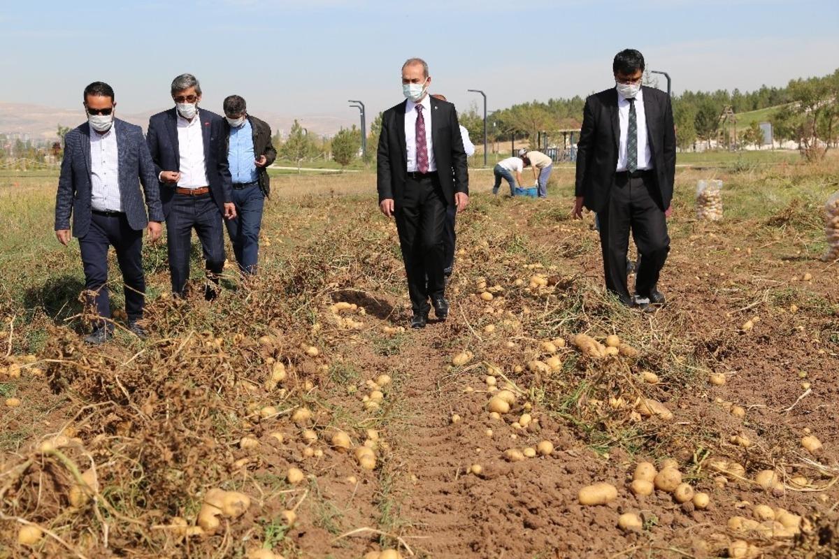 Solucan g&uuml;bresiyle &uuml;retilen patatesler hasat edildi