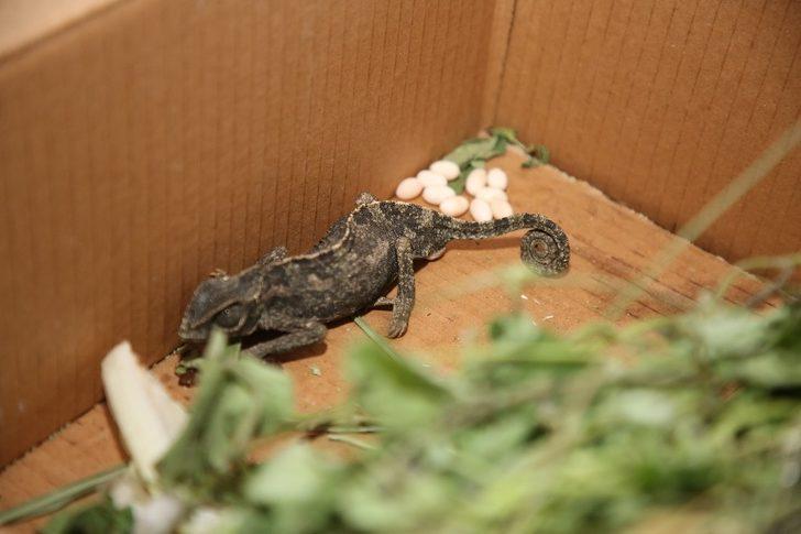 İş yerinde bulduğu bukalemunu Akdeniz Belediyesi ekiplerine teslim etti G2