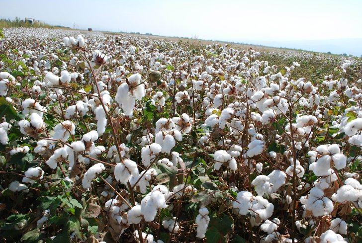 Pamuktaki prim artışı Manisalı üreticileri memnun etti G2