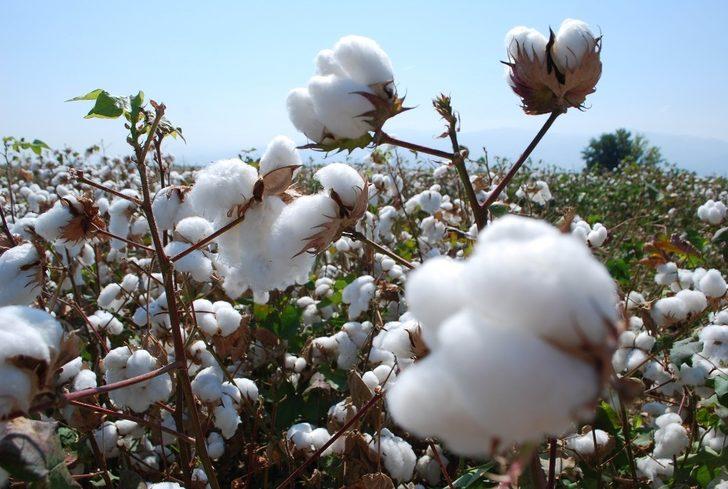 Pamuktaki prim artışı Manisalı üreticileri memnun etti G3