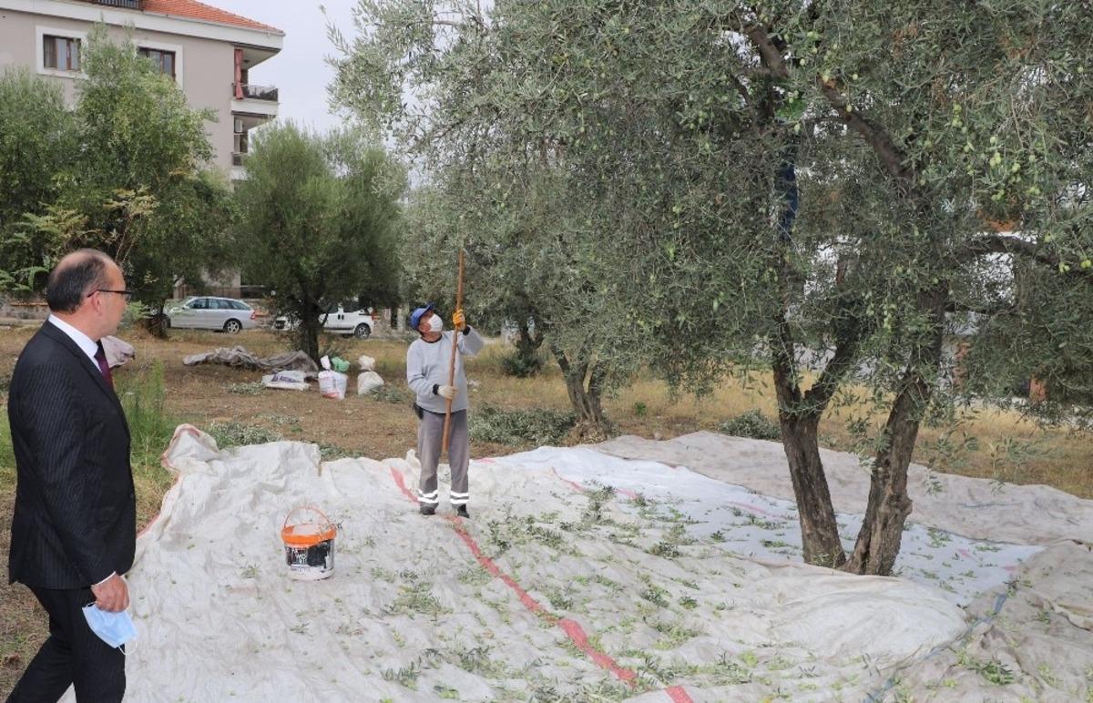 Turgutlu Belediyesi zeytin hasadına başladı