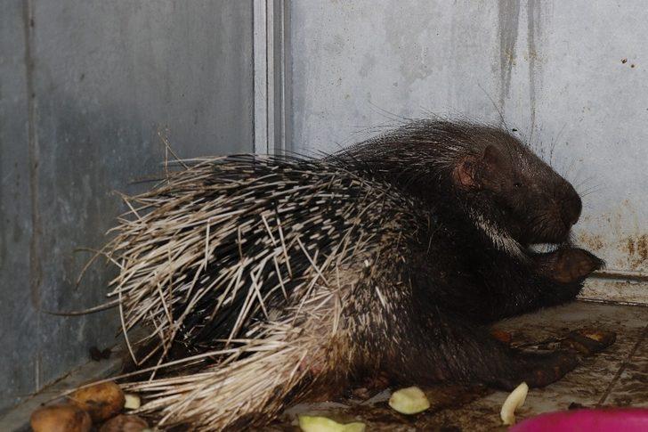 Muğla’da yaralı bulunan oklu kirpi tedaviye alındı G2