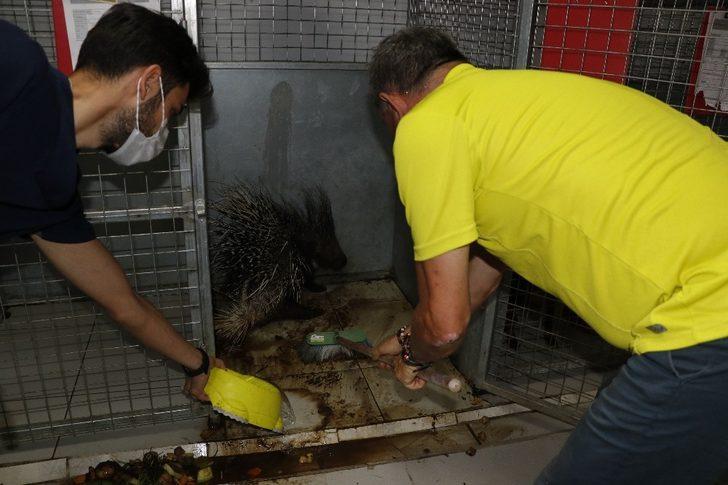 Muğla’da yaralı bulunan oklu kirpi tedaviye alındı G3