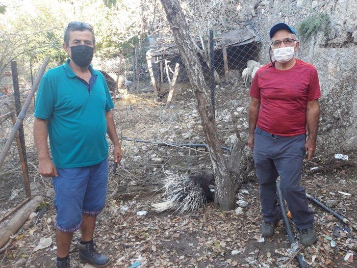 Muğla’da yaralı bulunan oklu kirpi tedaviye alındı G5