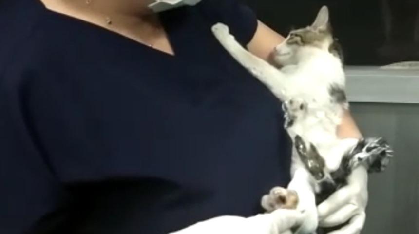 Kahramanmaraş’ta kırık ayağı ile hastaneye gelen kediye yardım