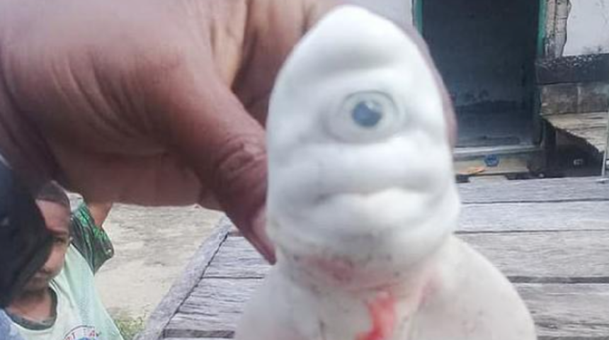 Endonezya’da tek gözlü köpekbalığı, görenleri şaşkına çevirdi