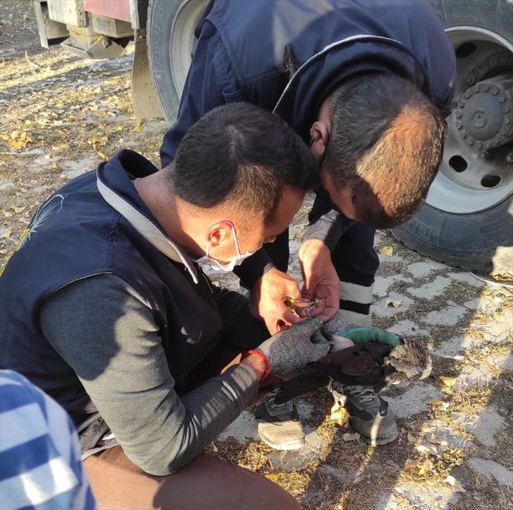 Van'da ayağına dolanan ip yüzünden ağaçta mahsur kalan karga kurtarıldı G1