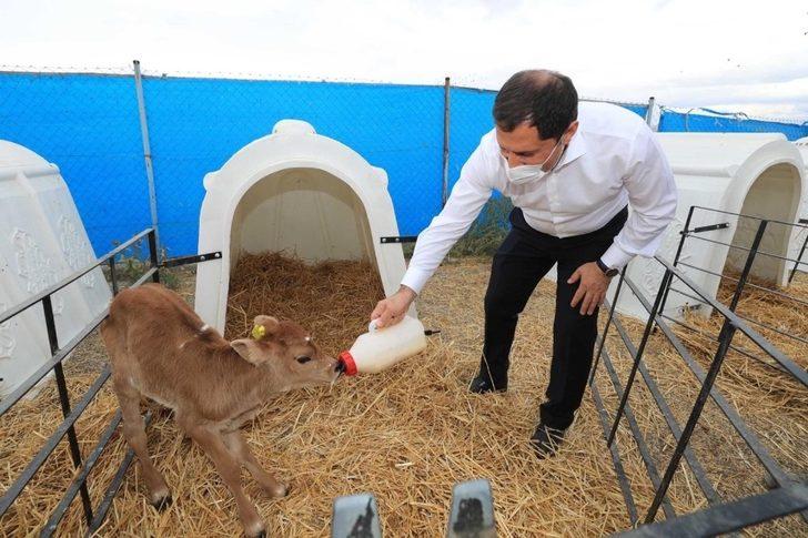 Vali Masatlı, Gökhöyük Tarım İşletmesinde incelemelerde bulundu G4