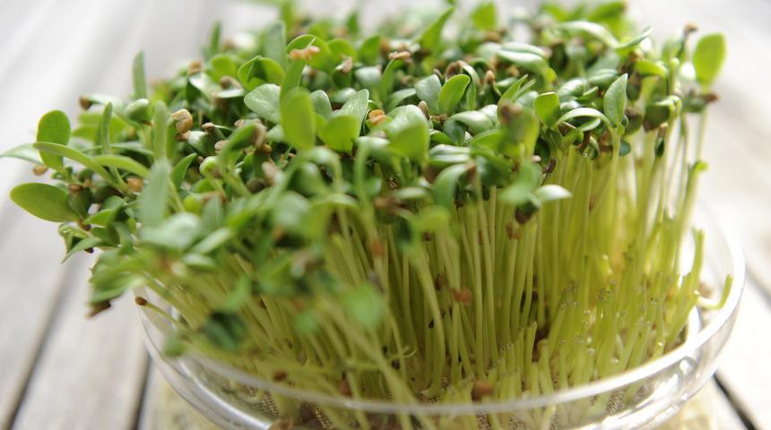 Her eve lazım şifa dolu bitki ağız kokusuna son verir, libidoyu artırır 