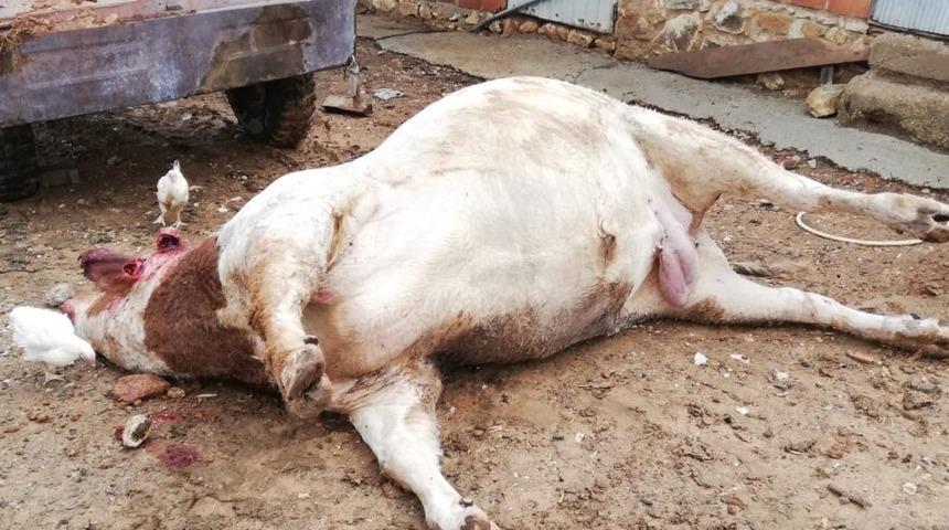 Üzerine yıldırım düşen dana telef oldu