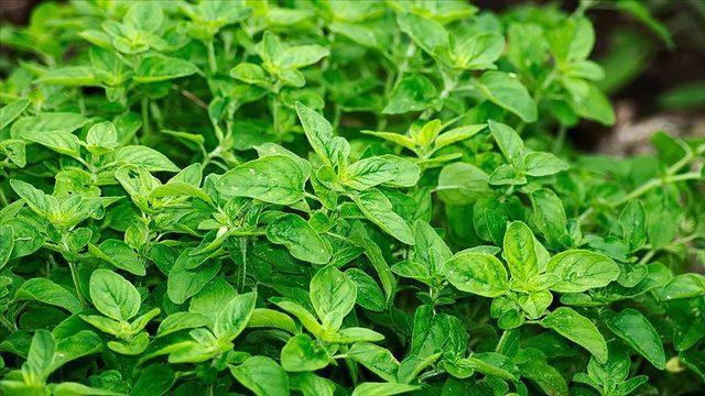 Kekik'in faydaları nelerdir? Kekik çayı nasıl yapılır?