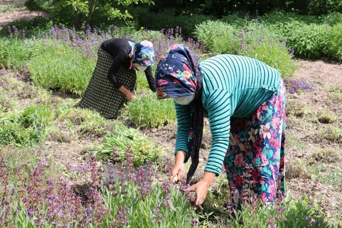 Ada&ccedil;ayı k&ouml;yl&uuml;lerin kazan&ccedil; kapısı oldu