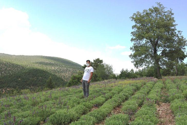 Adaçayı köylülerin kazanç kapısı oldu G5