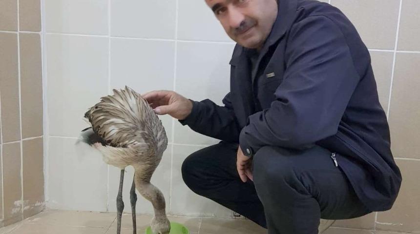 Yaralı flamingo tedavi altına alındı
