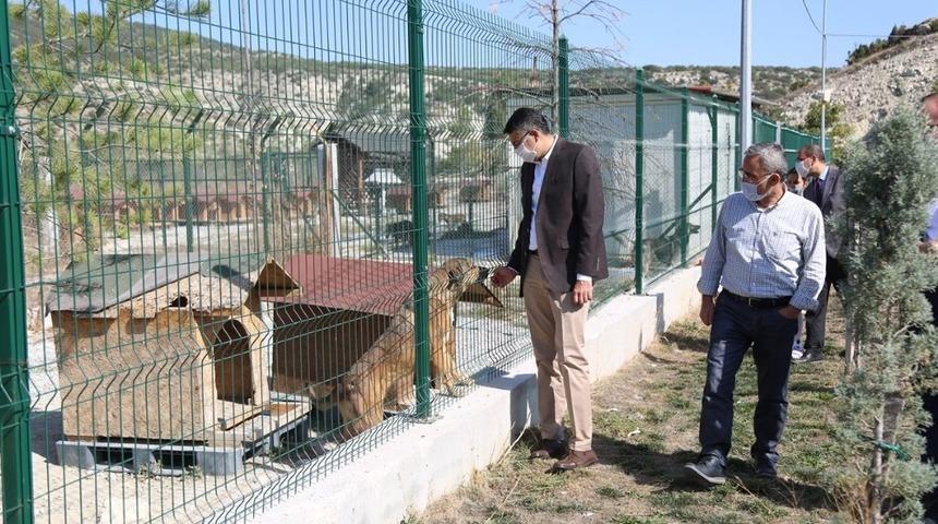Sokak hayvanları kısırlaştırılarak rehabilite edilecek
