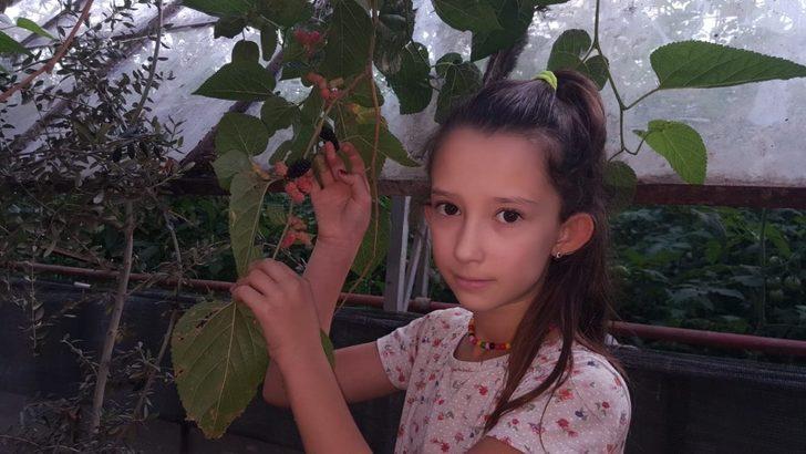 Fethiye’de Ekim ayında meyve veren dut ağacı şaşkınlık oluşturdu G2