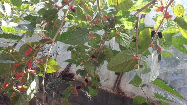 Fethiye’de Ekim ayında meyve veren dut ağacı şaşkınlık oluşturdu G4