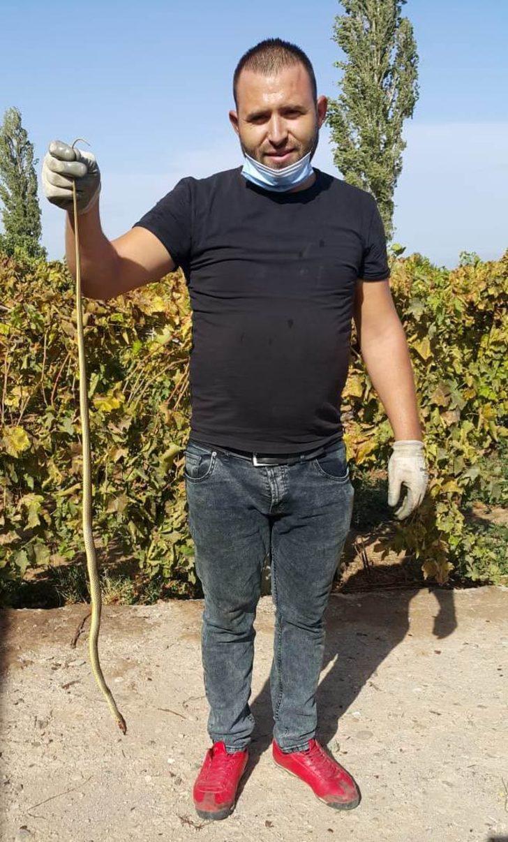 Evinden çıkan 1,5 metrelik yılanı, kürekle öldürdü G3