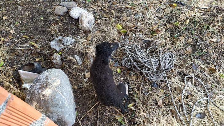 Kuyuya düşen yavru köpeği itfaiye kurtardı G2