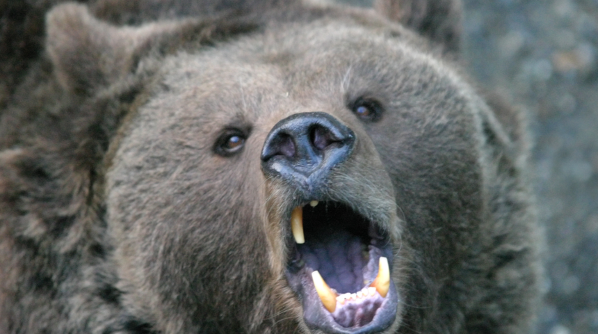 Korkun&ccedil;! Ayı saldırısına uğradı, ziyaret&ccedil;ilerin g&ouml;zleri &ouml;n&uuml;nde &ouml;ld&uuml;