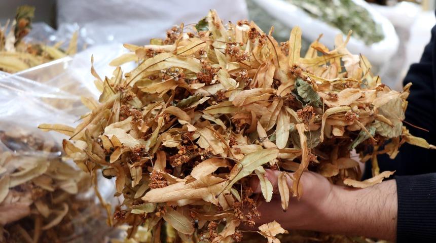Havalar soğudu, ıhlamurlara talep patladı! Kilosu 150 TL