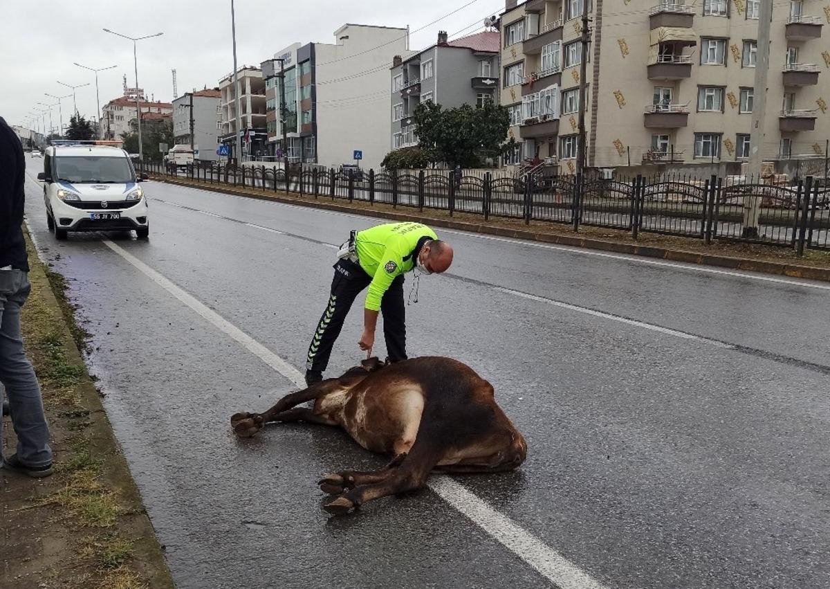 Karayoluna &ccedil;ıkan b&uuml;y&uuml;kbaş hayvan kazaya yol a&ccedil;tı