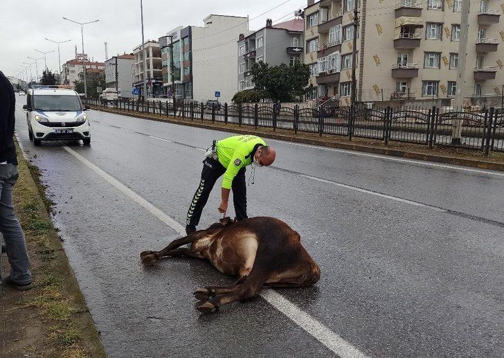 Karayoluna çıkan büyükbaş hayvan kazaya yol açtı G1