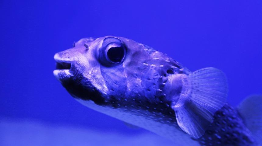 Balon Balığı nedir? Balon Balığı zehirli midir? Balon balığı yenir mi?