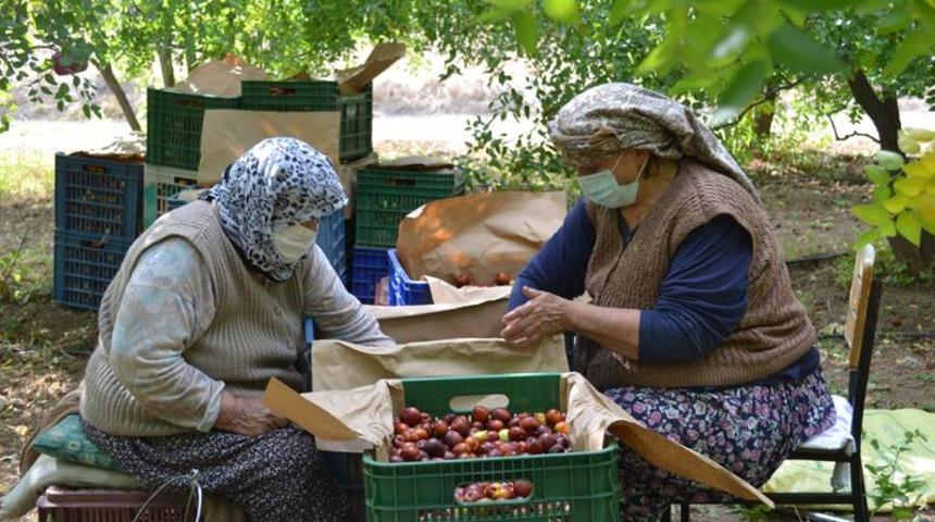 Bir ağaçtan 20 kilogram elde ediliyor, hünnap meyvesinin kilosu 10 TL’den satılıyor