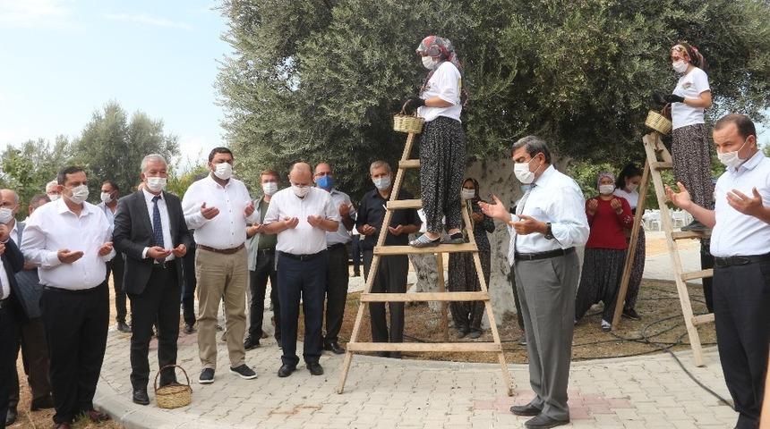 Bin 300 yıllık 'Anıt Ağa&ccedil;'ın zeytini Cumhurbaşkanı Erdoğan&rsquo;a g&ouml;nderilecek