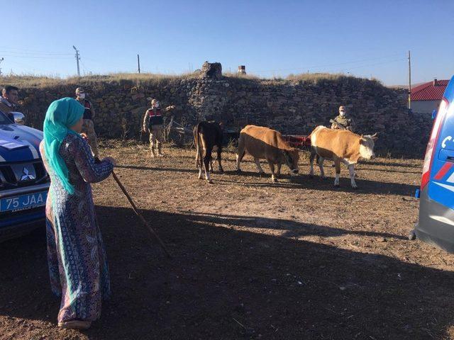 Jandarma çalınan hayvanları sahiplerine teslim etti