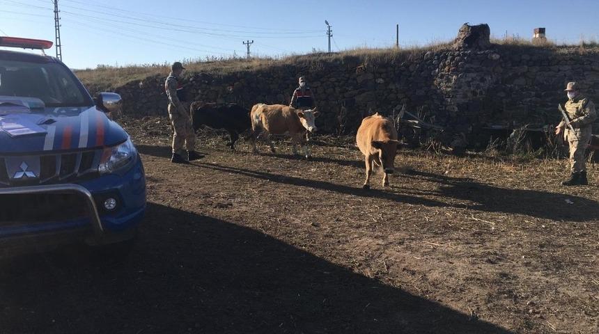 Jandarma çalınan hayvanları sahiplerine teslim etti