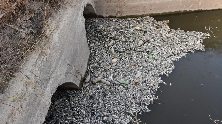 Aydın’da sulama kanalındaki toplu balık ölümlerine ilişkin inceleme başlatıldı